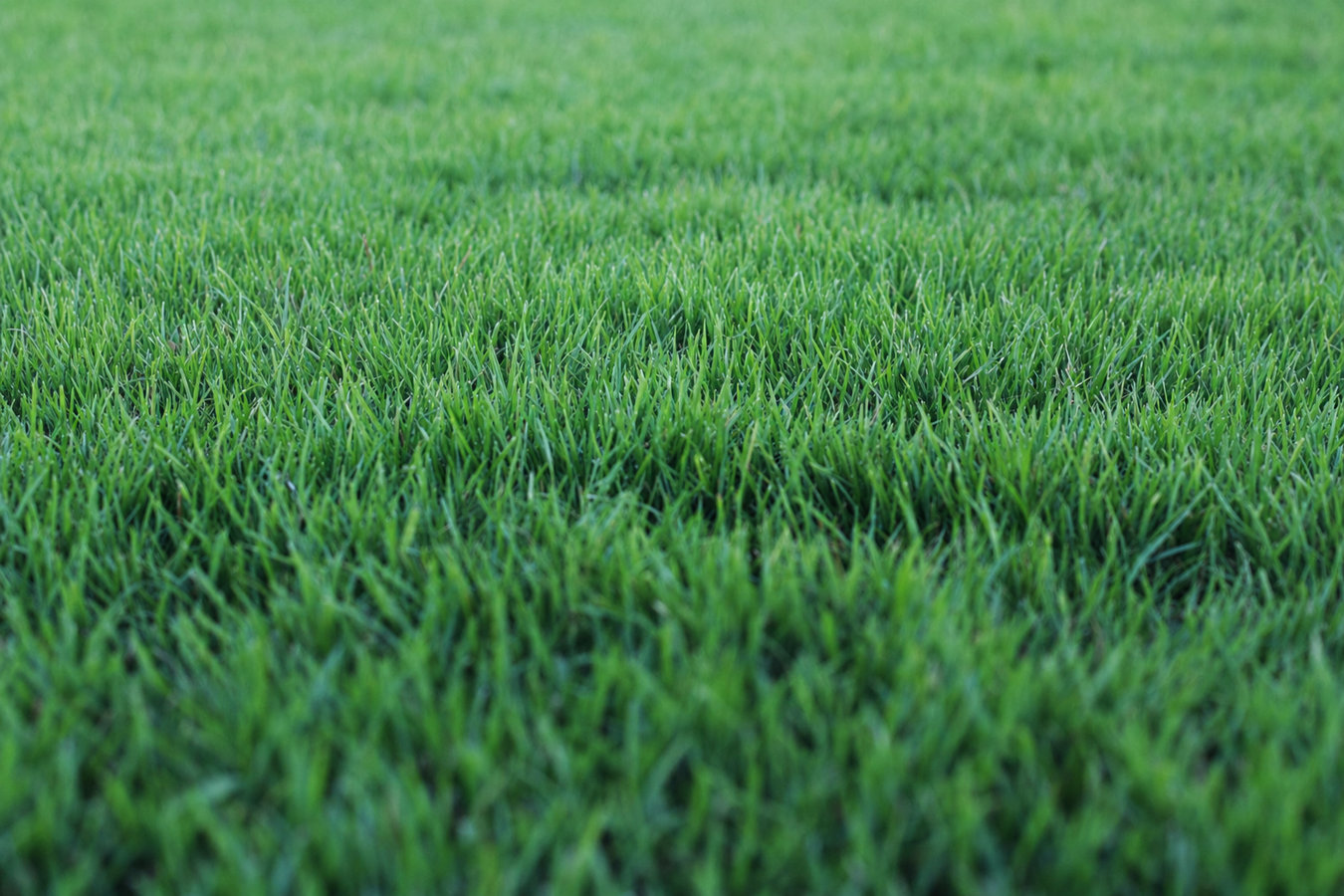 Drought-tolerant turf in Bryan, TX